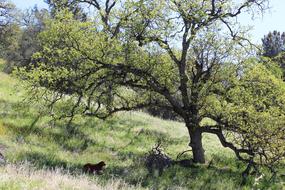 Oak Tree Meadow