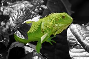 Iguana Reptile Lizard