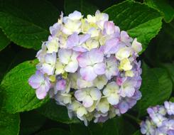 Wild flowers on a background of green leaves