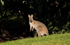 Wallaby Rednecked Female