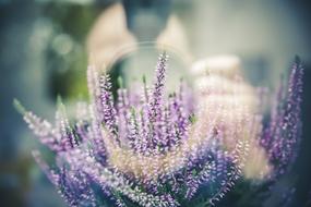 Lavender Plant Flowers