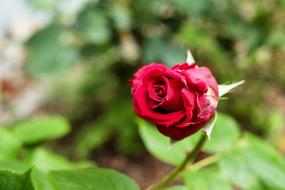 half open Rose Flower in garden, blur background