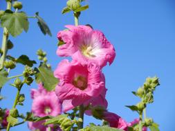 Althaea Rosea Hana Aoi Pink