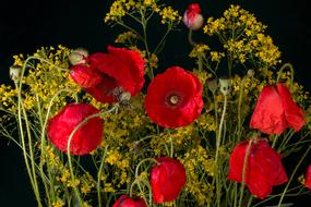 Flowers Poppy Flower