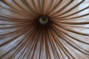 curtained tent brown