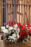 Flower Windows