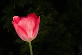 Image of pink Tulip