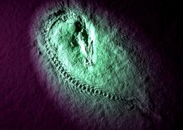 fossilized fish fossils