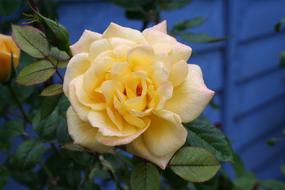 yellow Rose Flower Blooming