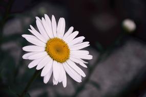 Margaret Summer Flower