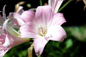 Photo Flower Garden