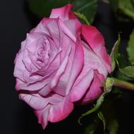 pink purple rose, close-up