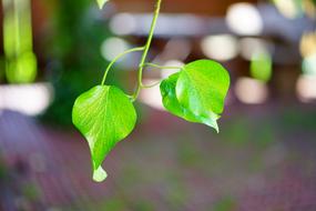 wet leaves on trees