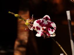 Flower Garden Purple