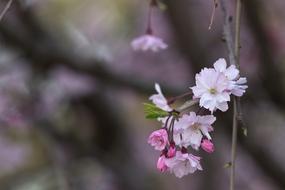 pink little cherry blossoms