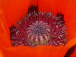 Poppy Turkish Oriental