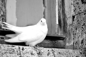 White Proud Young Dove on the Window in the Citi