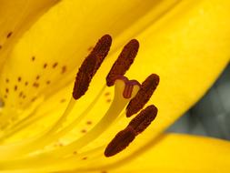Lily Yellow Blossom