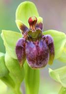 green and plant Ophrys Bombiliflora