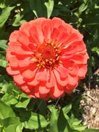 Zinnia Orange Red