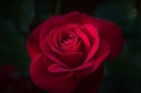 lush Rose, Red Flower in darkness