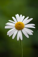 medicinal white chamomile on a blurred background