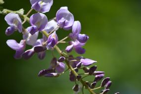 Wisteria Flower Purple