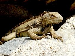large iguana on a rock