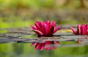 Water Lily red Flower Blossom