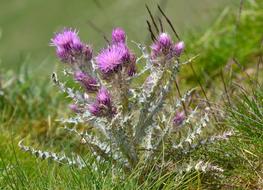 Thistle Flower