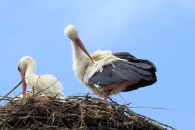 cute storks in the nest