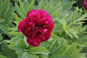 Peony Flower Spring