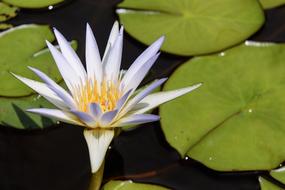 Water Lily Flower Blossom
