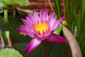 Pink Lotus Water Lily