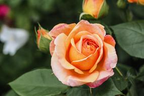 Rose Blossom Bloom