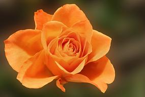Rose Orange Blossom