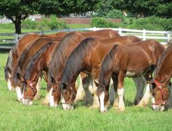 farm horses eat