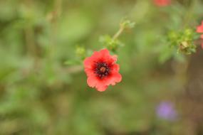 Close Up photo of Ground Cover Blossom