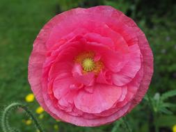 Poppy Flower Blossom