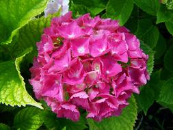 pink flower on a background of green leaves