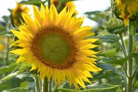Sunflower Blossom Bloom