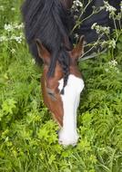 Horse Beautiful Braid Green Pasture Grass