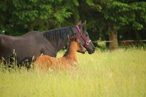 Horse and foal on a walk