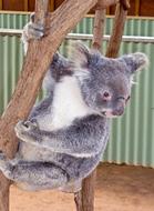 funny koala on a branch at the zoo
