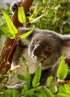 funny koala in the trees
