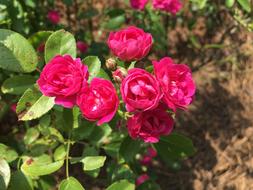 Flower Rose Miniature