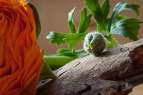 Ranunculus Flower Bud and wood