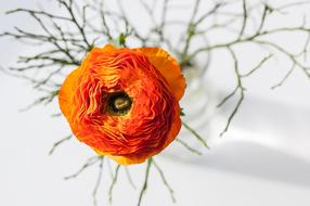 Ranunculus Flower Orange