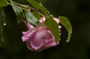 Rosebud with water drops on the leaves