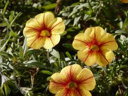 Petunia Gardening Flower